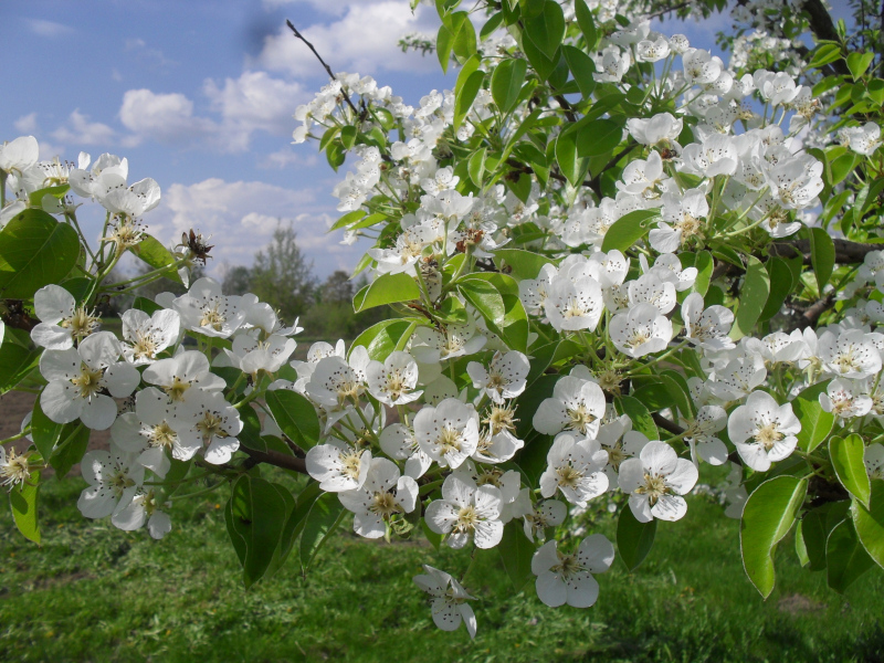 Kriaušė, žiedai